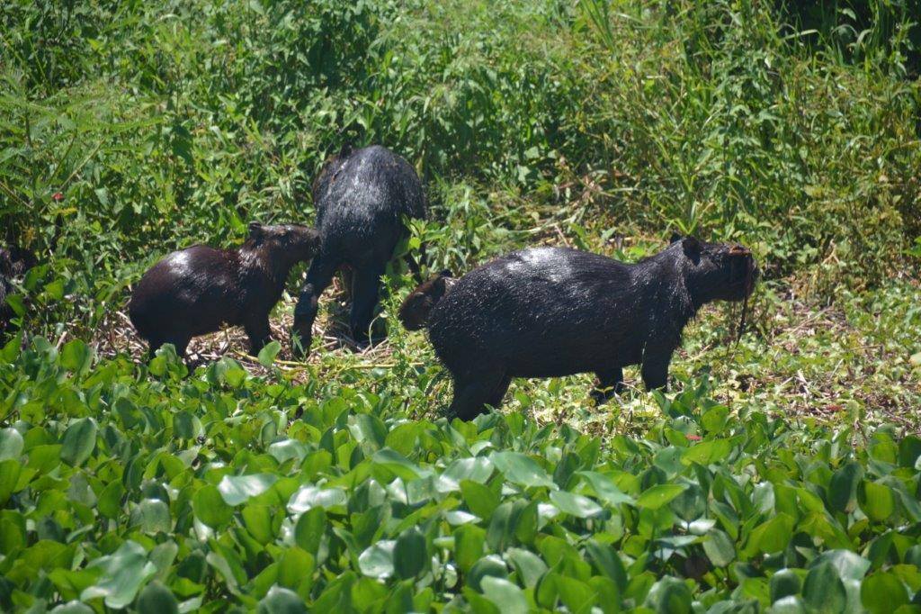 Capivaras